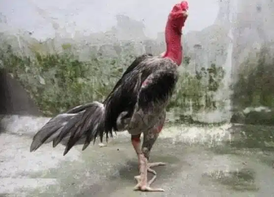 Khái Niệm Về Gà Chọi Xám Messi