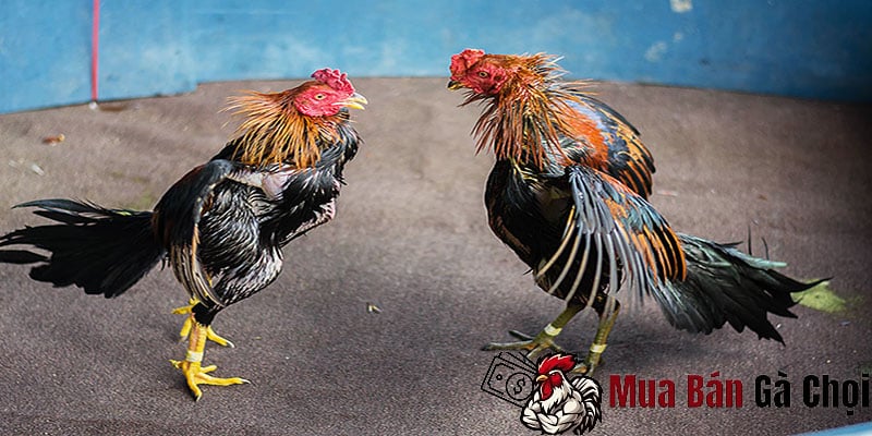 Kỹ Thuật Huấn Luyện Gà Đá Hầu Kiềng