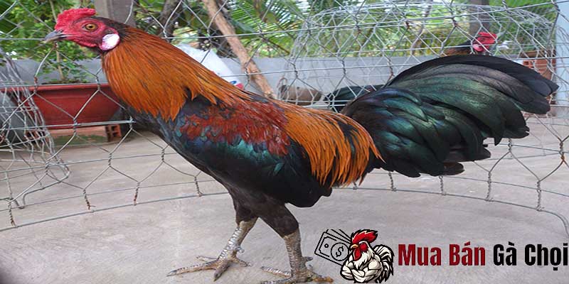 Nhận biết các giống gà qua đặc điểm về cựa