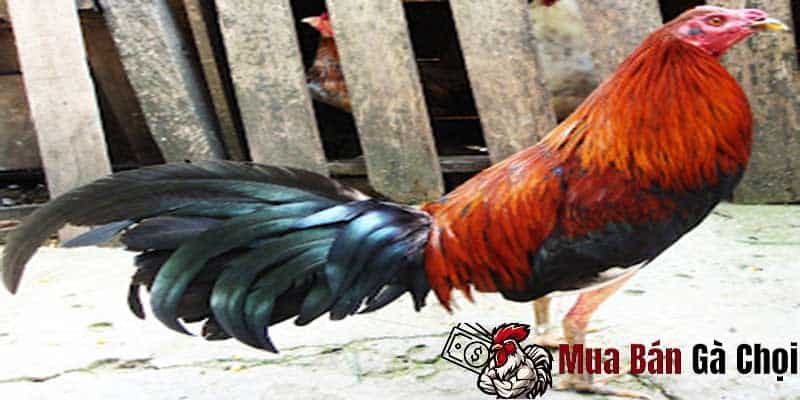 Những lưu ý khi phân biệt các giống gà chọi qua ngoại hình