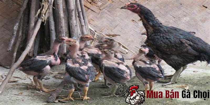 Tầm quan trọng của việc chọn gà chọi từ nhỏ