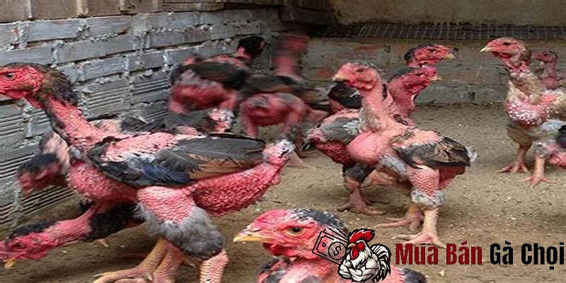 Các tiêu chí chọn gà chọi hay lúc còn nhỏ