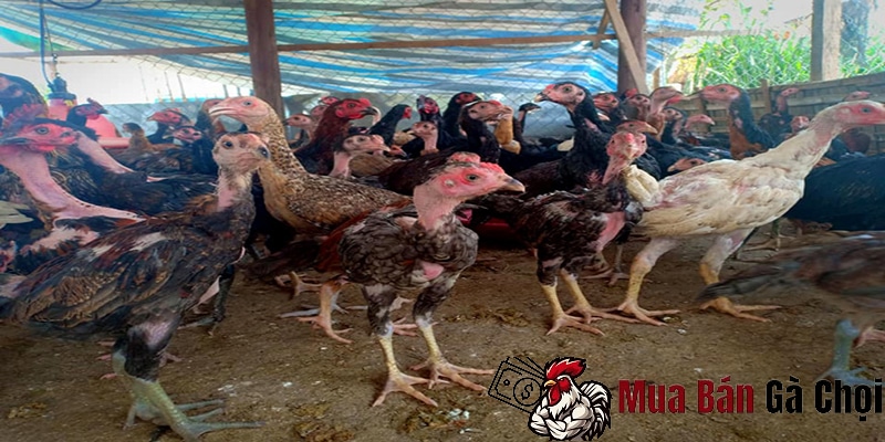 Các lưu ý khi nuôi và chăm sóc gà chọi nhỏ