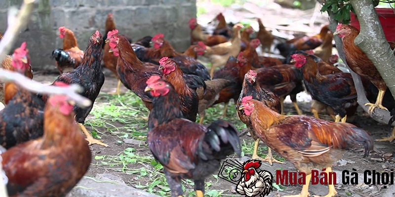 Tầm quan trọng của việc chăm sóc gà chọi trong mùa nóng