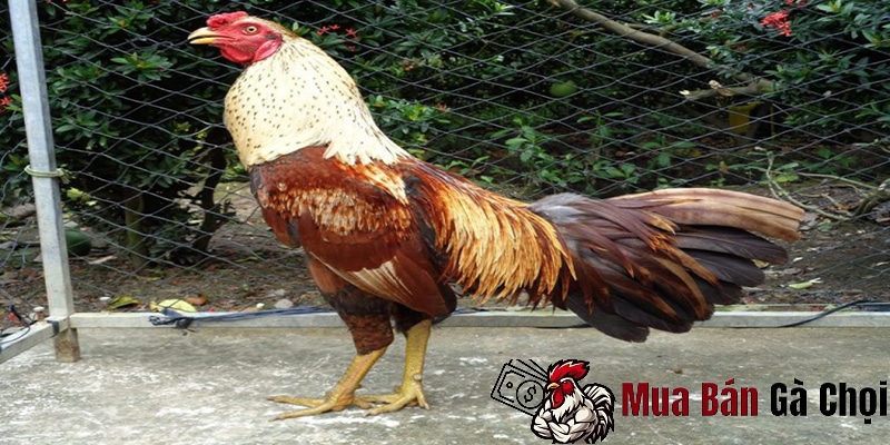 Các Vấn Đề Thường Gặp Khi Nuôi Gà Chọi Mùa Nóng