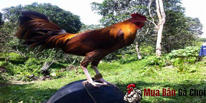 Kinh Nghiệm Thực Tế Từ Người Nuôi Gà Chọi