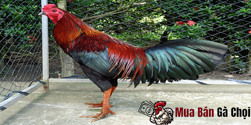 Lợi Ích Của Việc Nuôi Gà Chọi 2 Bình Dầu