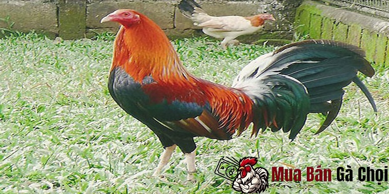  Kinh Nghiệm Nuôi và Chăm Sóc Gà Chọi 2 Bình Dầu