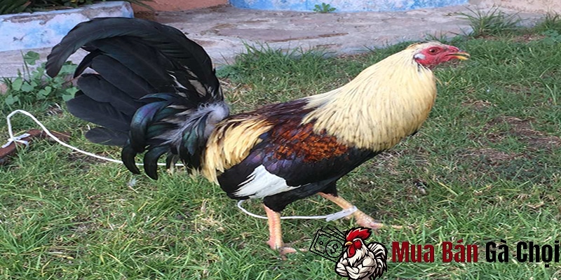 Chiến thuật và kỹ năng chọi của gà 2 bình dầu