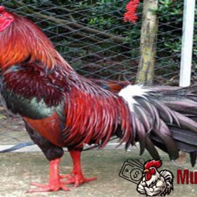   Gà Chọi Nha Trang: Đặc Sản Địa Phương Đầy Đam Mê