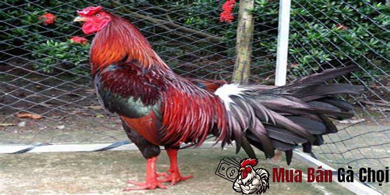 Gà Chọi Nha Trang: Đặc Sản Địa Phương Đầy Đam Mê