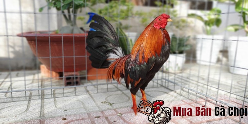 Thời gian nuôi dưỡng gà chọi đến khi đá được