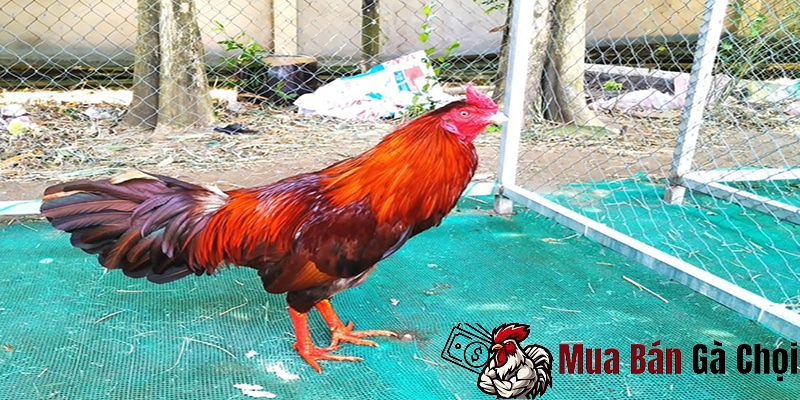 Các yếu tố ảnh hưởng đến thời gian nuôi gà chọi đến khi đá được 