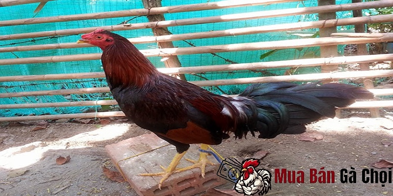 Các dấu hiệu cho thấy gà chọi đã sẵn sàng để đá