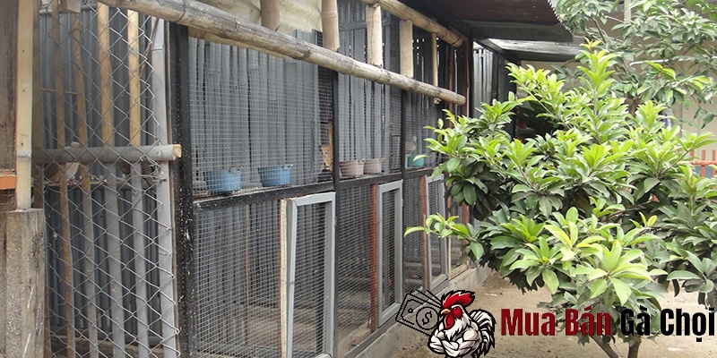 Tầm quan trọng của mô hình nuôi gà chọi hiệu quả
