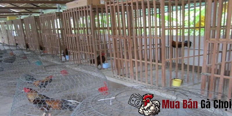 Lựa chọn giống gà chọi cho việc nuôi gà chọi