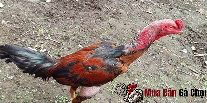 Đặc điểm ngoại hình của gà chọi mơ thần