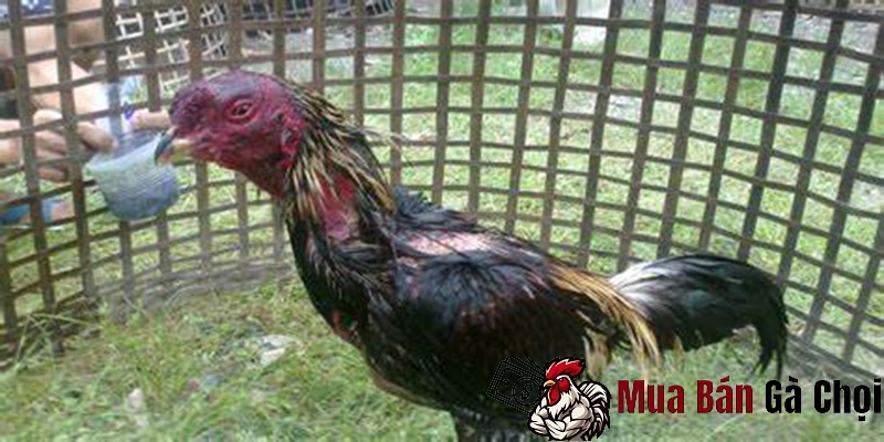 Phương pháp chăm sóc và nuôi dưỡng gà chọi mơ thần